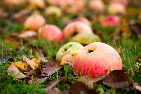 Obuolių prekybos galimybės. Šalnų paveiktais obuoliais bus galima prekiauti ir prekybos centruose