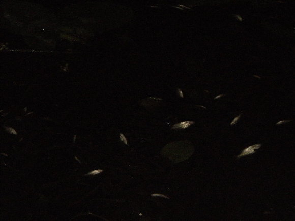 Skaitytojo A.Narbuto nuotr./`yaos upėje dvesia žuvys.