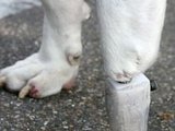 Technologijos.lt nuotr./Šuniui iš Didžiosios Britanijos amputuotą koją pakeitė bioninis protezas.
