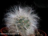 Astos Janulevičienės nuotr./Mammillaria Guelzoviania
