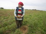 Juliaus Kalinsko/„15 minučių“ nuotr./Katiliškių kaimo gyventoja Regina sakė pasodinusi gerai augančias ir skanias bulves. Derliumi ji patenkinta.