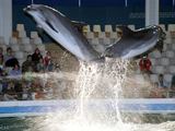 Jūrų muziejaus nuotr./Kol vyks delfinariumo rekonstrukcija, delfinai kartu su savo treneriais leis laiką Graikijoje, Atikos zoologijos sode.