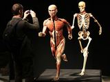 AFP/„Scanpix“ nuotr./Plastifikuotas žmogus ir jo skeletas