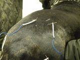 Žvėryno veterinarijos gydyklos nuotr./Akupunktūros procedūra