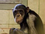GGT „Pifas“ nuotr./Šimpanzė Regina savo kalėjime