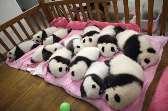 Reuters/Scanpix nuotr./Pandų mažyliai