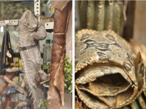 Greitgrisim.lt nuotr./Sudžiovinta įguana ir gyvatės oda (deainėje)