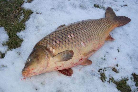 Postimees/asmeninio archyvo nuotr./Jurio karpis, sugautas Piarnu, svėrė 15 kg