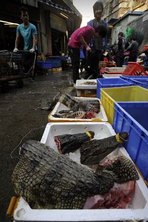 AFP/Scanpix nuotr./Krokodilų mėsa parduodama Kinijos turguje