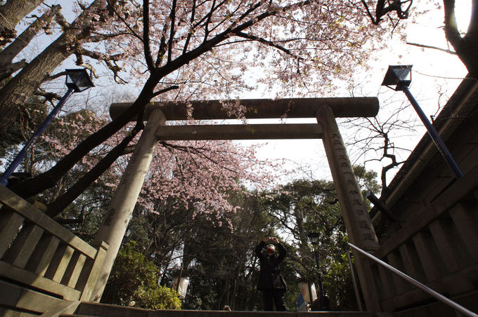 Reuters/Scanpix nuotr./Japonija gražiausia per sakurų žydėjimą