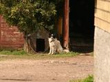 „SOS gyvūnų“ nuotr./Kas savaitę Albino B. kieme atsiranda naujų šunų, o senieji dingsta be pėdsakų.