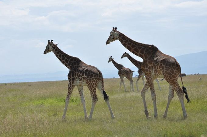 Mykolo Vadiaio nuotr./Žirafų aeimyna Kenijoje