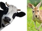 Fotolia nuotr./Karvė ir kengūra