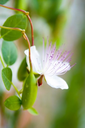 Fotolia nuotr./Dygliuotasis kaparis (Capparis spinosa)