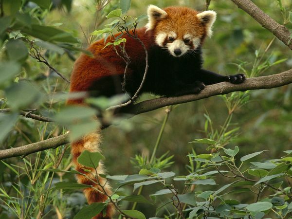 Reuters/Scanpix nuotr./Raudonoji panda