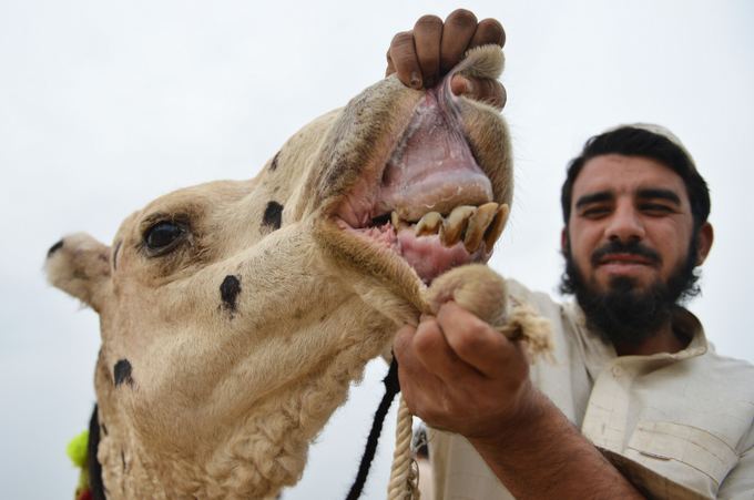 AFP/Scanpix nuotr./Pasaulio gyvūnai: kupranugaris