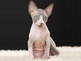 Shutterstock nuotr./Sfinkso katė