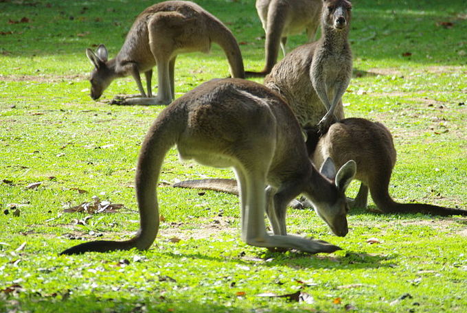 Wikimedia Commons nuotr./Pasaulio gyvūnai: aukatai aokinėjančios, vaikus sterblėje auginančios kengūros
