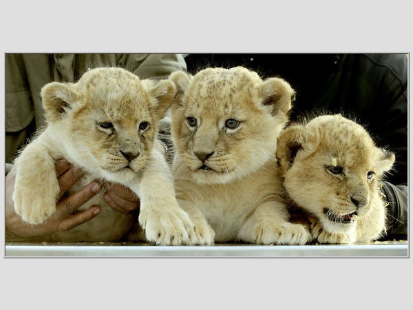 AFP/Scanpix nuotr./Gyvūnų karalius - liūtas