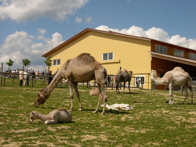 kamelhof.de nuotr./Kupranugarių ūkis