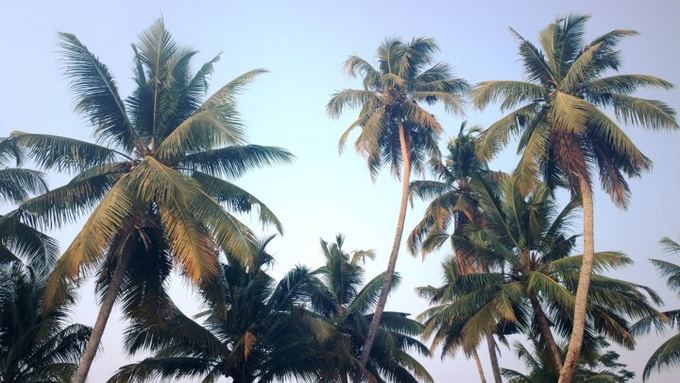 Kokosų palmės