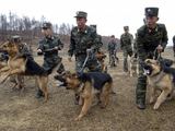 Šiaurės Korėjos kariai pratybose su šunimis
