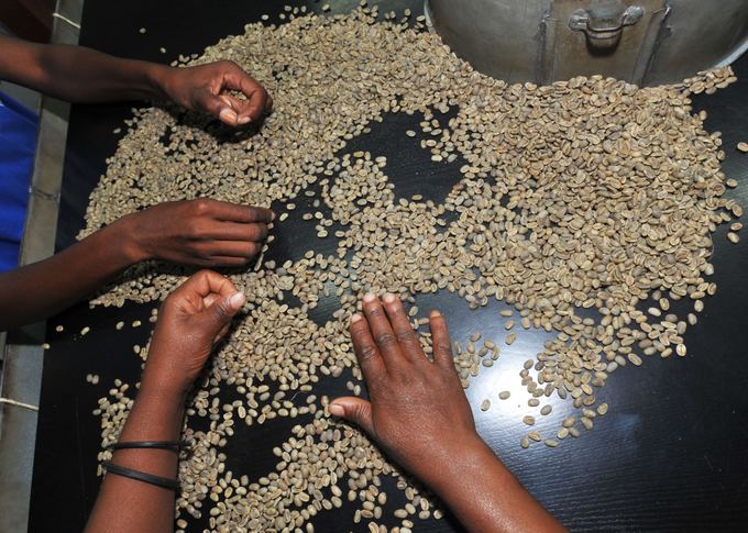 Wikimedia.org nuotr./10 didžiausių pasaulio aalių  kavos augintojų