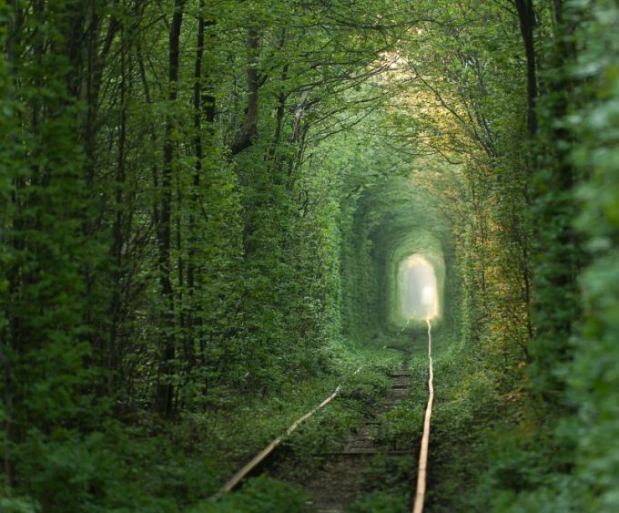 Shutterstock nuotr. / Meilės tunelis, natūraliai suformuotas ia medžių Ukrainoje, Klevane