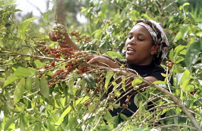 Puiki kava Kenijoje sukelia ne tik ekonominį klestėjimą, bet ir bėdų 