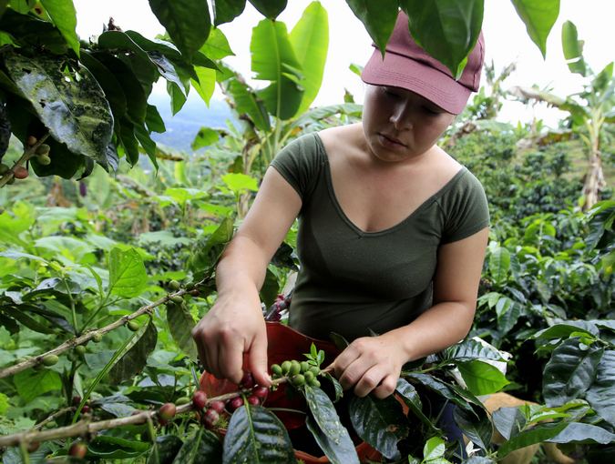 Kavos plantacijoje Kolumbijoje