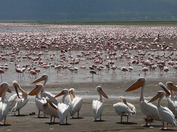 Wikimedia.org/Gamtos iadaigos  rožiniai pasaulio ežerai