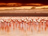 123rf.com nuotr./Gamtos išdaigos – rožiniai pasaulio ežerai