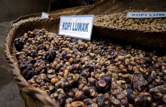 Fotolia nuotr. / KOPI LUWAK kava  