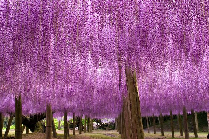 123rf.com/Vijoklės glicinijos sukūrė Japonijoje tikrą rojaus kampelį 