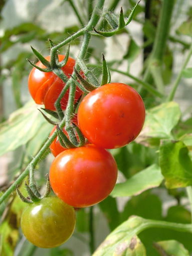 Zigmanto Gudžinsko nuotr./Pomidorai