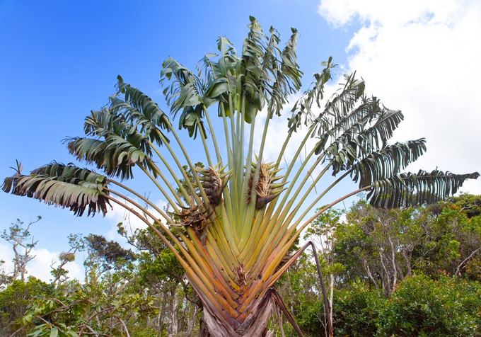 Madagaskaro ravenala dar vadinamas keliautojų medžiu