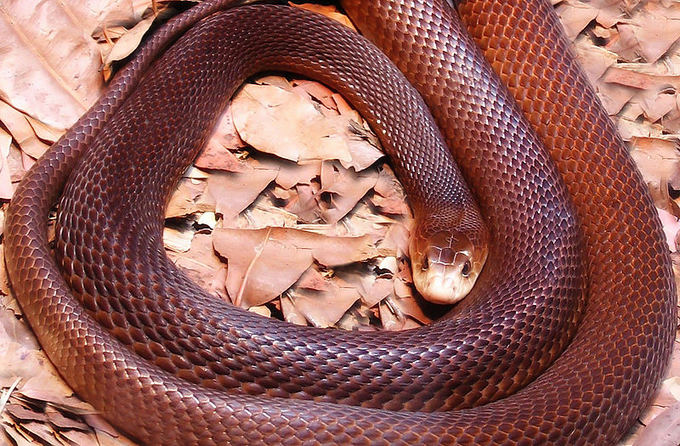 Wikimedia.org nuotr./Nežinomas Australijos veidas: nuo nuodingiausios gyvatės iki tiesiausio pasaulyje kelio