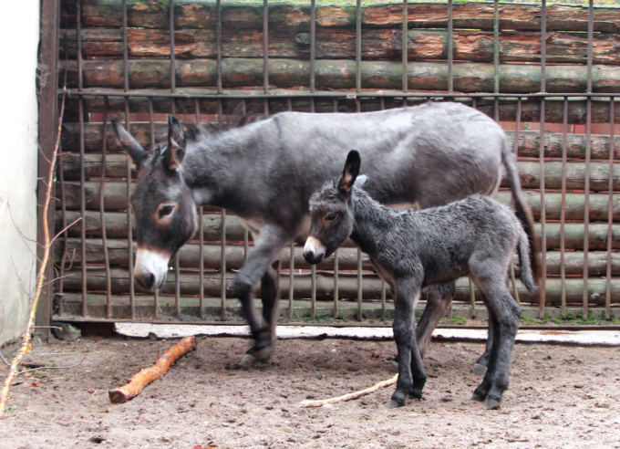 Lietuvos zoologijos sodo nuotr./ Lietuvos zoologijos sode gimė asiliukas