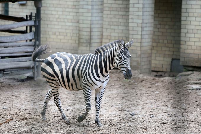 Lietuvos zoologijos sodo nuotr./Zoologijos sodo zebriukas