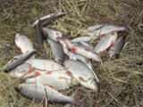 Dažniausiai opistorchozės sukėlėjus perneša karpinės žuvys, todėl jas vytinti galima tik deramai pasūdžius