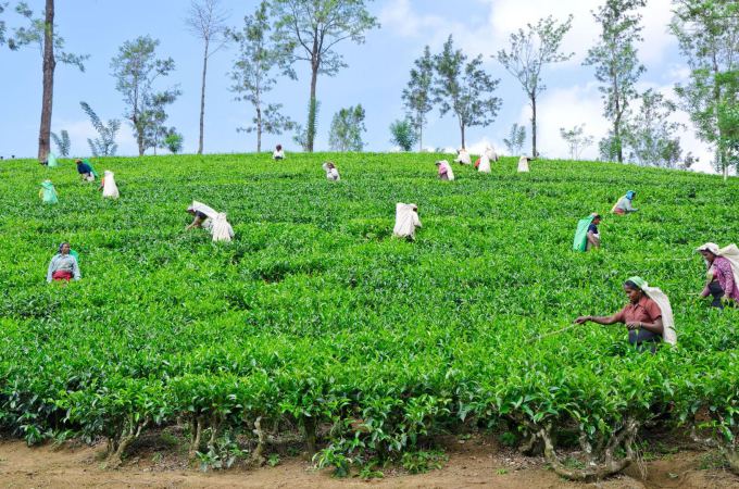123rf.com nuotr./`ri Lankos arbatos plantacijos
