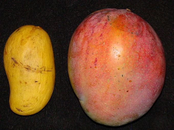 Wikimedia.org nuotr./Geltonojo mango ir mums įprastesnio mango skirtumai