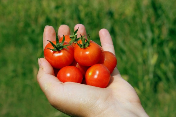 hipertenzija ir pomidorai