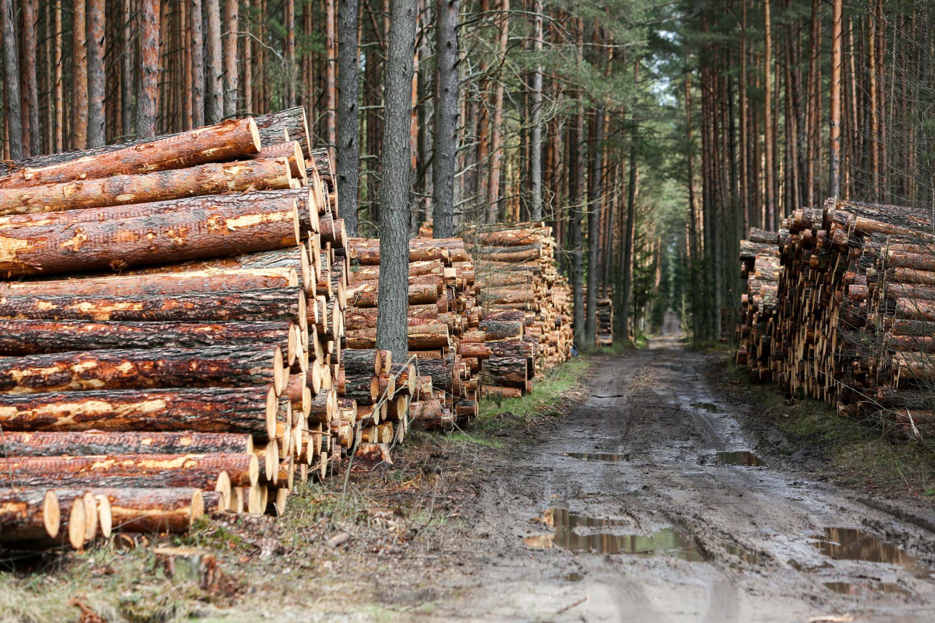 prekyba mediena)