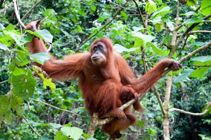 123rf.com nuotr./Orangutangas Sumatroje