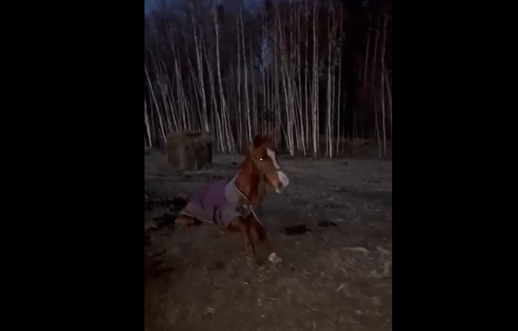 Nakčia Niūronių žirgyne nufilmuotas dūstantis arklys: po kaltinimų feisbuke – policijos dėmesys