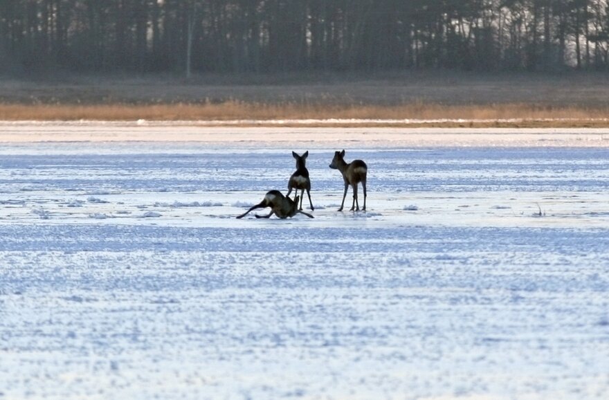 Pirmadienį – šaltų orų pikas: daug kur snigs, vietomis gali susidaryti 5–7 cm sniego danga