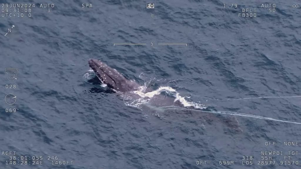 Gelbėjo dvi dienas: prie Australijos krantų išlaisvintas 800 kg tinkle įsipainiojęs banginis