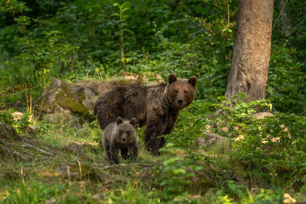 Me&scaron;kos sugrįžta į Lietuvos mi&scaron;kus: ar jos čia jau gyvena, ar tik klajoja?