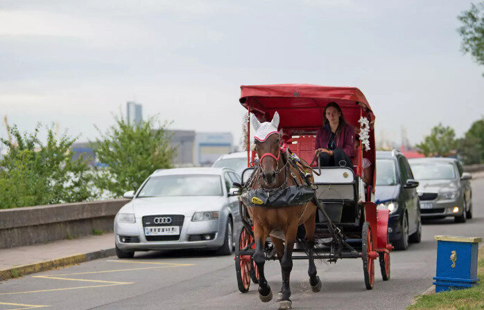 &bdquo;Uždraus karietas? Atve&scaron;iu žirgus politikui&ldquo;: Klaipėdoje kyla konfliktas dėl gyvūnų